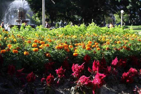 Flower Garden Stock Photos