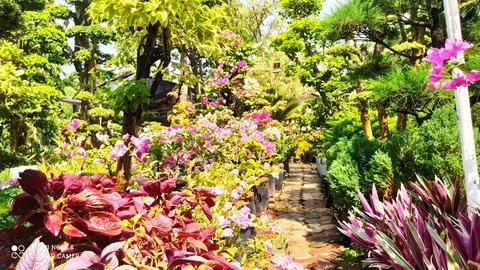 Flower garden Stock Photos