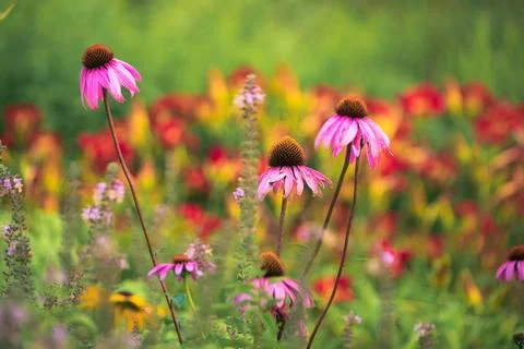Flower Garden Stock Photos
