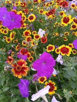 Flower garden Stockfoto's