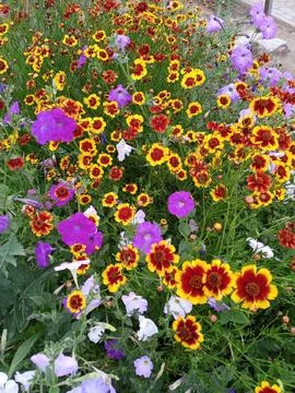 Flower garden Foto stock