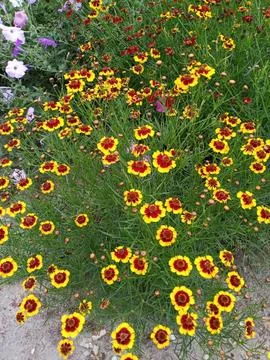 Flower garden Stockfoto's