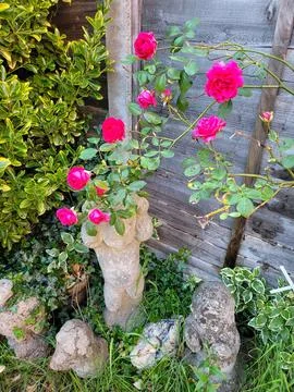 Flower in garden Stock Photos