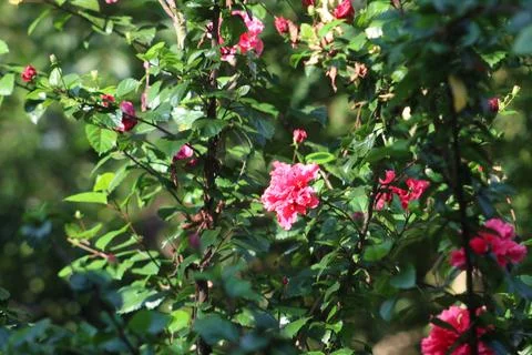 Flower Garden Stock Photos