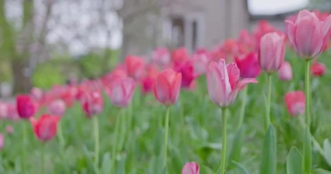 Flower in Garden in Spring Stock Footage 183932572