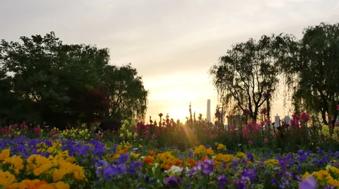 Flower garden in sunset:4K Stock Footage 50215083