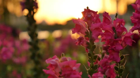 Flower garden in sunset:4K Stock Footage 50218647