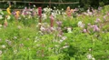 Flower Garden Tilt Down HD Footage