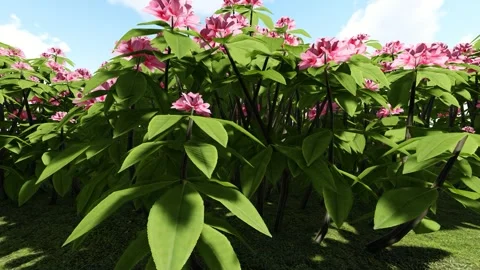 Flower Garden under the sky Stock Footage 339019162