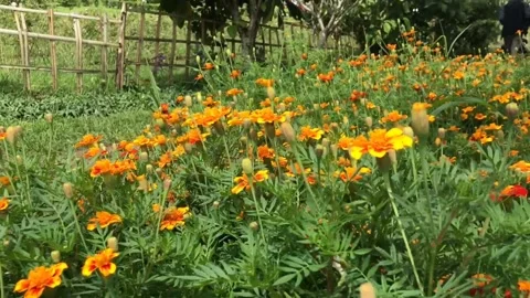 Flower Garden View Stock Footage 170648602