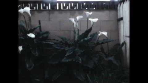 Flower Gardens 1967 Stock Footage 269485035