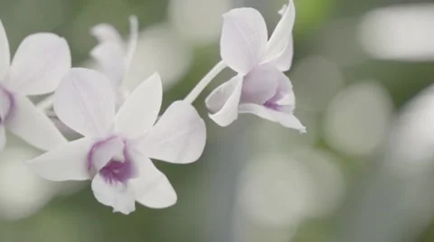 Flower in the garden,Thailand Stock Footage 68825229