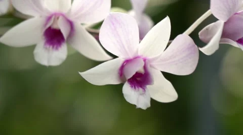 Flower in the garden,Thailand Stock Footage 68825283