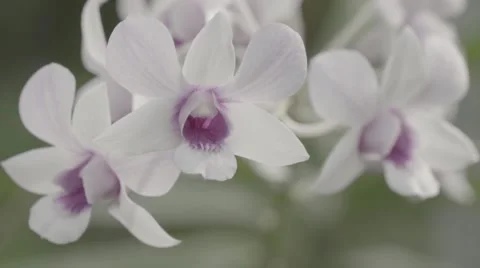 Flower in the garden,Thailand Stock Footage 68825297