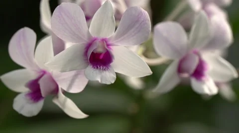 Flower in the garden,Thailand Stock Footage 68825361