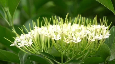 Flower in the garden,Thailand Stock Footage 68825519