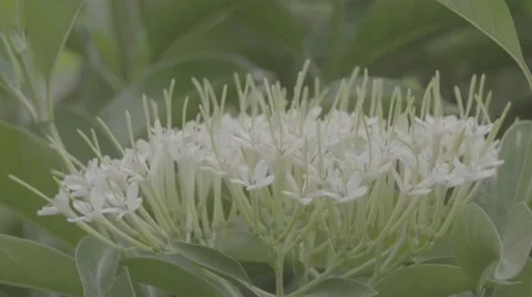Flower in the garden,Thailand Stock Footage 68825532
