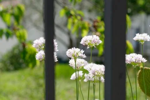 Flower of garlic Stock Photos