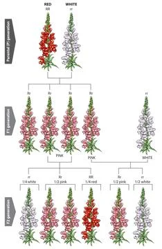 Flower genetic Stock Illustration