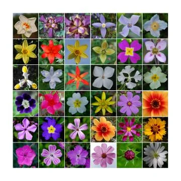 Flower Geometry Patterns in Nature Stock Illustration
