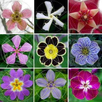 Flower Geometry Patterns in Nature Stock Photos
