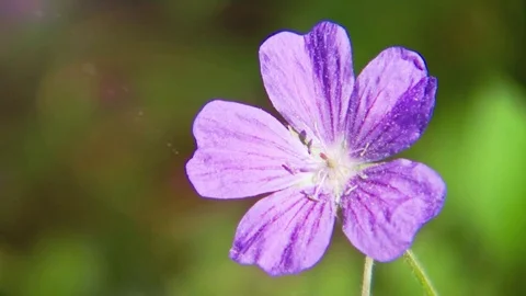 The flower of Geranium Stock Footage 69869814