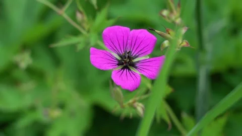 Flower geranium Stock Footage 142209907