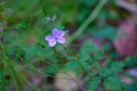 Flower geranium Stock Photos
