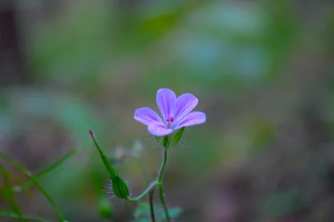 Flower geranium Stock Photos