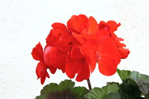Flower of geranium Stock Photos