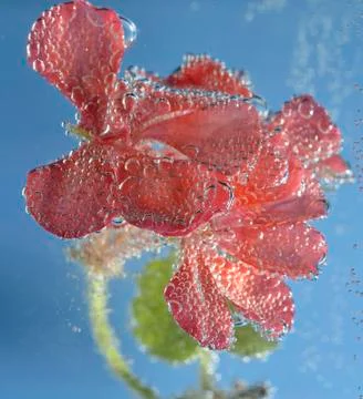 Flower geranium Stock Photos