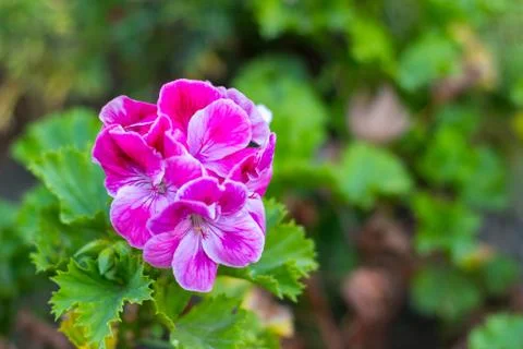 The flower Geranium Stock Photos