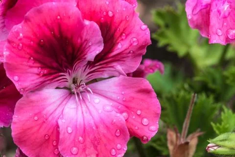 The flower Geranium Stock Photos
