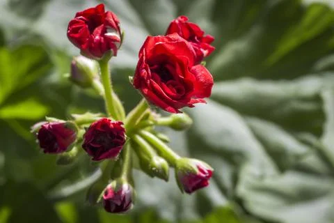 A flower of geranium Foto stock
