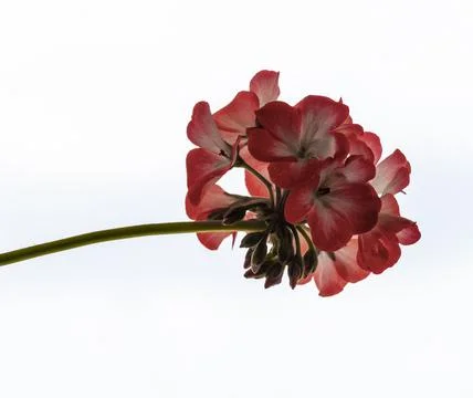 A flower of geranium Stock Photos