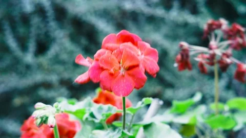 Flower Geranium Red Stock Footage