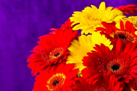 Flower gerber Stock Photos