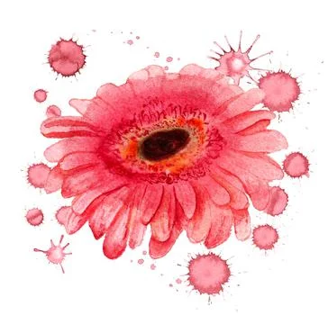 Flower of gerbera Stock Illustration