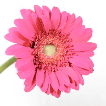 Flower gerbera Stock Photos