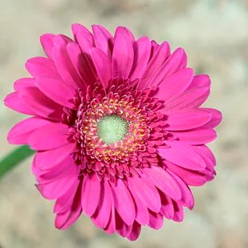 Flower gerbera Stock Photos