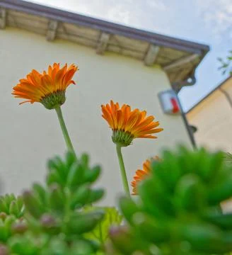 Flower of gerbera Stock Photos