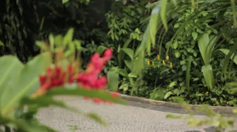 Flower getting in focus Stock Footage 23639082