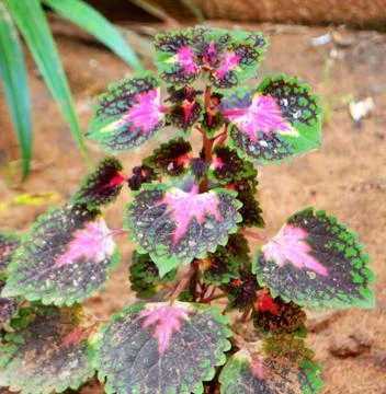 Flower of GITANE Stock Photos