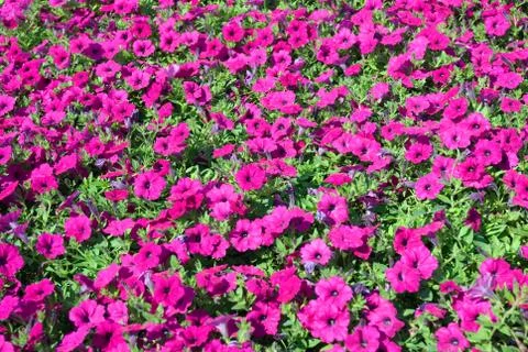 Flower glade Stock Photos