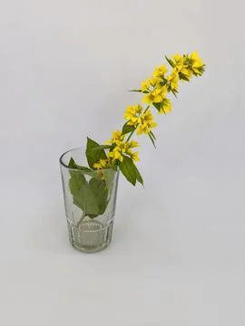 Flower in a glass Stock Photos