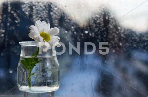 Flower In A Glass Vase Stands On The Windowsill. Outside, The Rain. Stock Photos