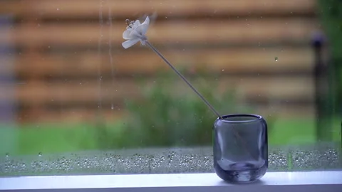 Flower in glass on windowsill with raindrops on window. Stock Footage 335498403