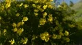 Flower Goldfields 02 Dolly L California RAW HD Footage