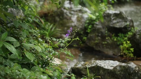 Flower In Gorges Tribe Yangtze river China Stock Footage 107322968