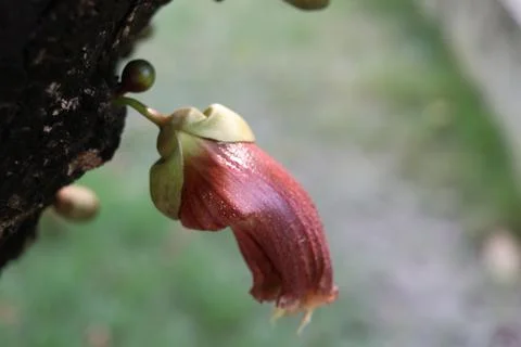 A flower of Gourd Tree on bark. Foto stock